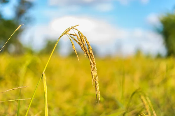 Riz paddy en Thaïlande . — Photo