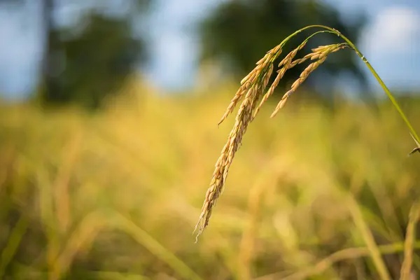 Riz paddy en Thaïlande . — Photo