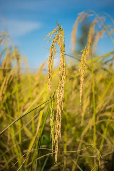 Riz paddy en Thaïlande . — Photo