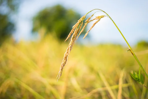 Riz paddy en Thaïlande . — Photo