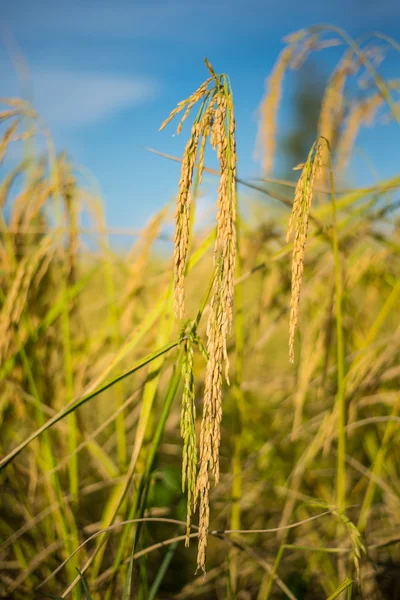 Riz paddy en Thaïlande . — Photo