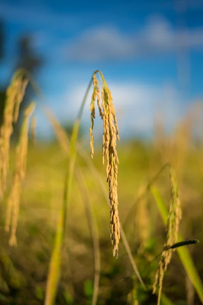 Riz paddy en Thaïlande . — Photo