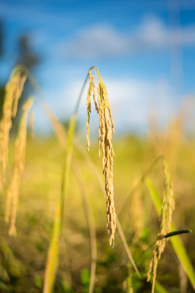 Riz paddy en Thaïlande . — Photo