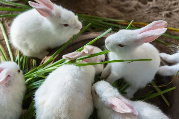 Küçük beyaz tavşanlar