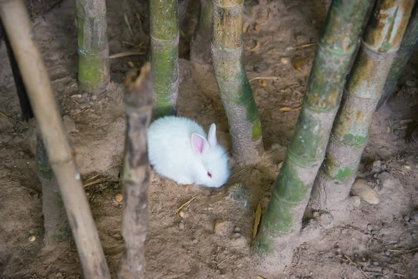 Pequenos coelhos brancos — Fotografia de Stock