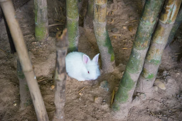 Pequenos coelhos brancos — Fotografia de Stock