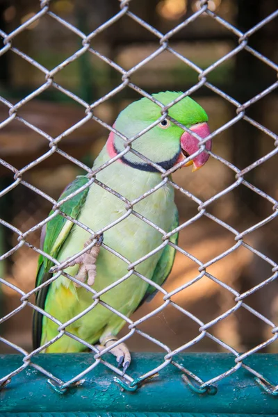 The parrot in the zoo. — Stock Photo, Image