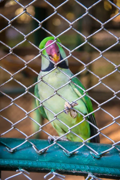 Il pappagallo allo zoo . — Foto Stock