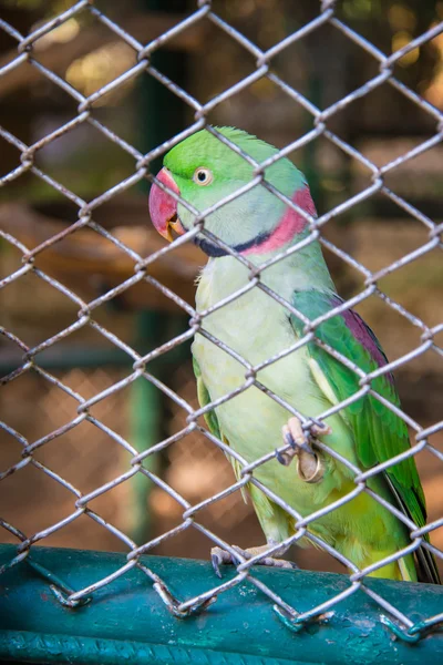 The parrot in the zoo. — Stock Photo, Image