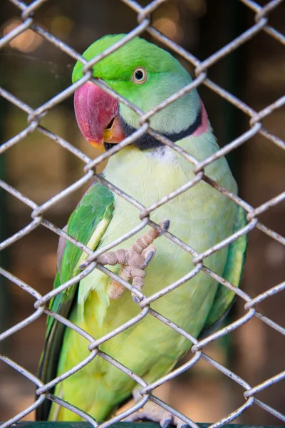 動物園でオウム. — ストック写真