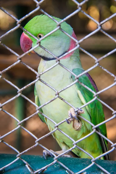 The parrot in the zoo. — Stock Photo, Image