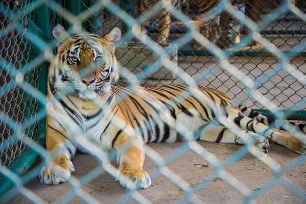 動物園の虎. — ストック写真