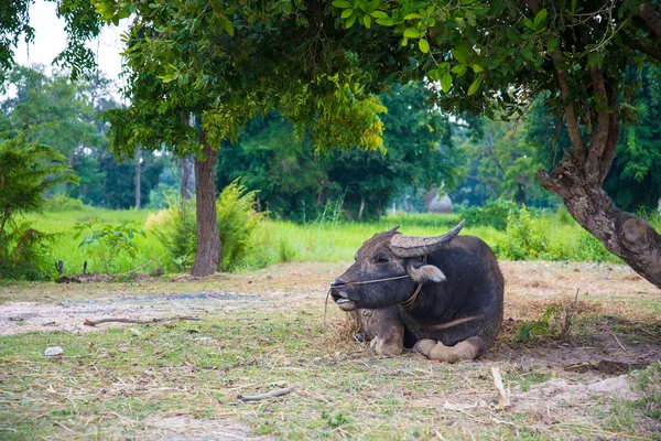 Buffalo lying under a tree — Stock Photo, Image