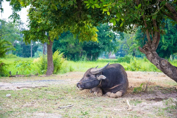Buffalo lying under a tree — Stock Photo, Image