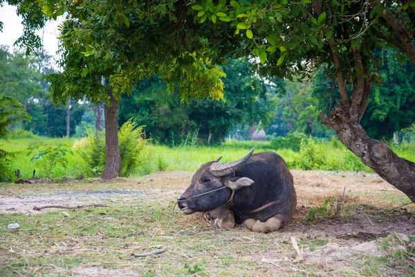 Buffalo lying under a tree — Stock Photo, Image