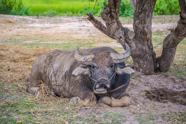 Buffalo lying under a tree — Stock Photo, Image