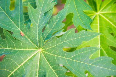arkaplan için yeşil yaprak.