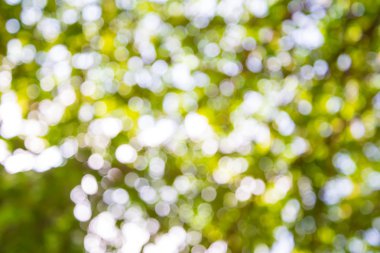 Yeşil ağaçtan Shot: arka plan için odak zoom. Bulanıklaştırma