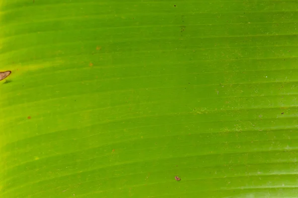 Feuille de banane verte — Photo