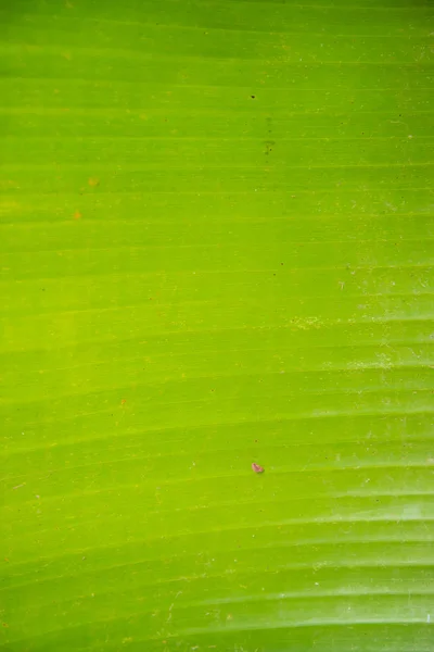 Feuille de banane verte — Photo