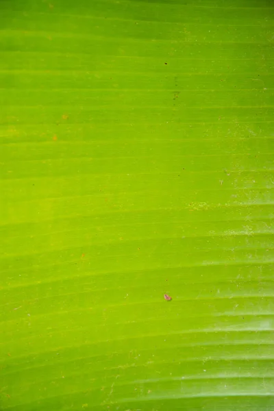 Feuille de banane verte — Photo