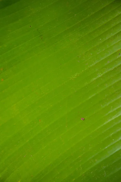 Feuille de banane verte — Photo