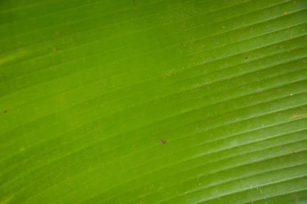 Feuille de banane verte — Photo