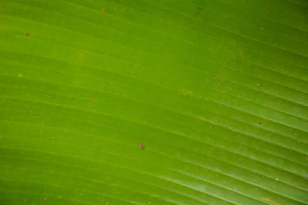 Feuille de banane verte — Photo