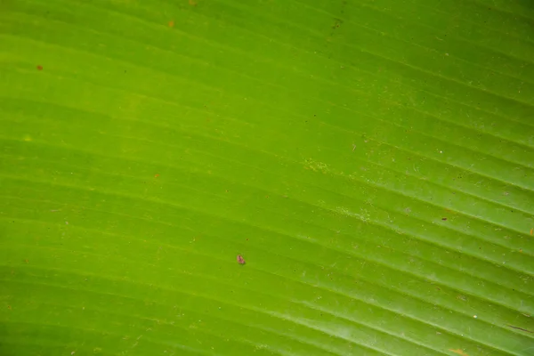 Feuille de banane verte — Photo