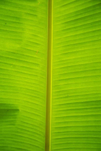 Feuille de banane verte — Photo