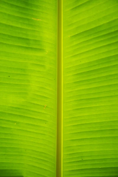 Feuille de banane verte — Photo