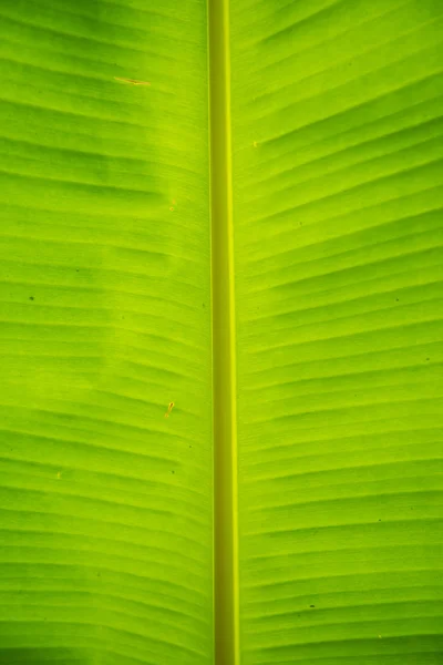 Zöld banán levél — Stock Fotó