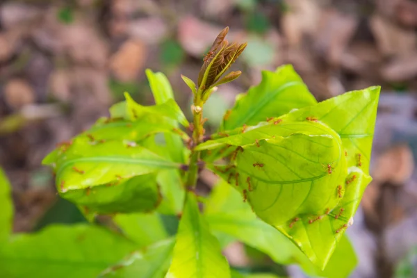 Hoja verde para el fondo. — Foto de Stock