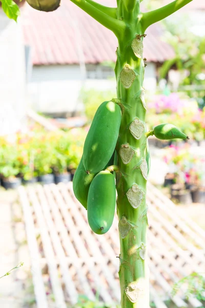 Albero di papaya fresco con mazzetto di frutta — Foto Stock