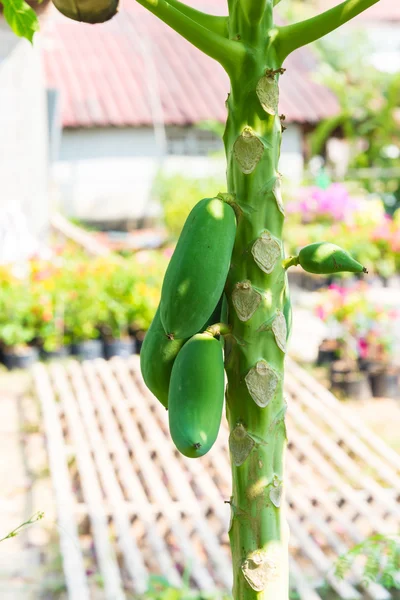 Färska papaya träd med massor av frukter — Stockfoto