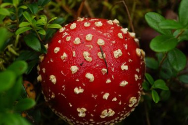 Yazın Karelya 'da güzel bir mantar sineği.