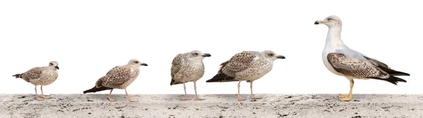 Une Grande Bannière Avec Image Mouettes Assises Sur Parapet Pont — Photo