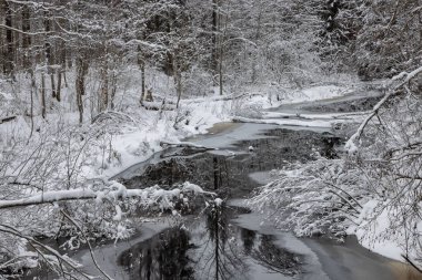 Orman nehri ile kış manzarası. Khikhniyoki nehrindeki ağaçların yansımaları, Karelia Cumhuriyeti, Rusya