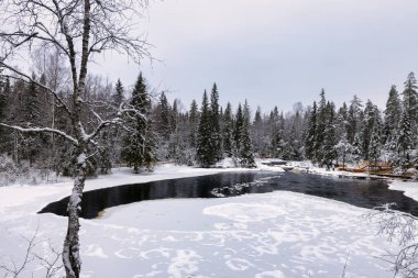 Orman nehri ile kış manzarası. Khikhniyoki nehrindeki ağaçların yansımaları, Karelia Cumhuriyeti, Rusya