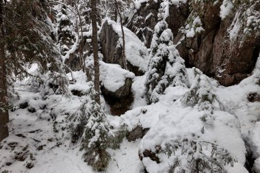 Orman nehri ile kış manzarası. Khikhniyoki nehrindeki ağaçların yansımaları, Karelia Cumhuriyeti, Rusya