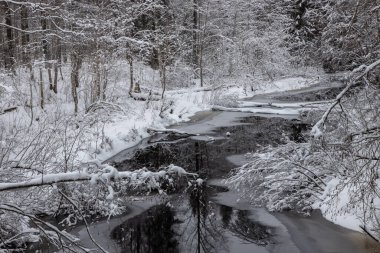Orman nehri ile kış manzarası. Khikhniyoki nehrindeki ağaçların yansımaları, Karelia Cumhuriyeti, Rusya