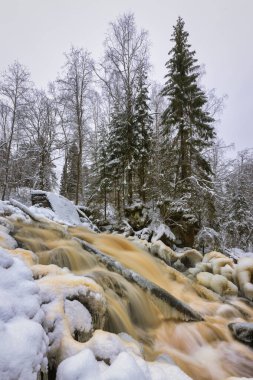 Orman nehri ile kış manzarası. Bir şelalenin deresinde buzla kaplı bir ağaç gövdesi yatıyor. Prokinkoski Şelalesi. Eski Finlandiya barajının kalıntıları, 1922. .Khikhniyoki nehri, Karelia Cumhuriyeti, Rusya