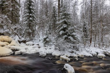 Orman nehri ile kış manzarası. Bir şelalenin deresinde buzla kaplı bir ağaç gövdesi yatıyor. Prokinkoski Şelalesi. Eski Finlandiya barajının kalıntıları, 1922. .Khikhniyoki nehri, Karelia Cumhuriyeti, Rusya