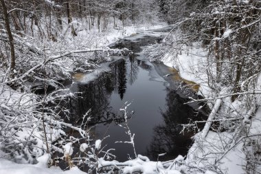 Orman nehri ile kış manzarası. Nehir kıyısında karla kaplı ağaçlar. Khikhniyoki Nehri, Karelia Cumhuriyeti, Rusya