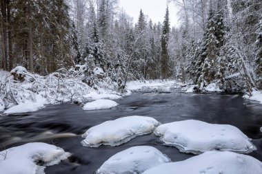Orman nehri ile kış manzarası. Şelale vadisi. Nehir kıyısında karla kaplı köknar ağaçları. Nehirde batık bir kütük. Iyoki Nehri, Karelia Cumhuriyeti, Rusya