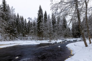 Orman nehri ile kış manzarası. Şelale vadisi. Nehir kıyısında karla kaplı köknar ağaçları. Nehirde batık bir kütük. Iyoki Nehri, Karelia Cumhuriyeti, Rusya