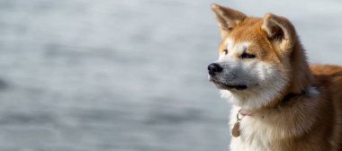 Gri arkaplanda Japon Akita inusu