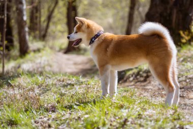 Genç kızıl saçlı Akita Inu ormanda yolun kenarında duruyor.
