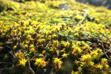 Sunlit Moss ve Doğal Orman Macro 'daki Küçük Bitkiler. Stok fotoğrafı.                               