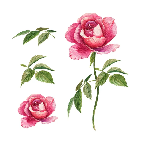 Acuarela Rosa Rosada Ilustración Flor — Foto de Stock